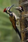 165 - WOODPECKER - BANGERA SURESH - india <div